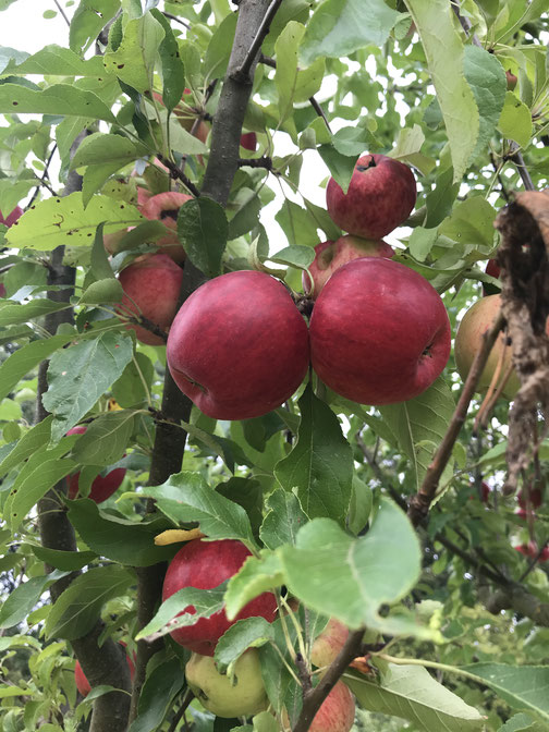 Rotfleischiger Apfel 